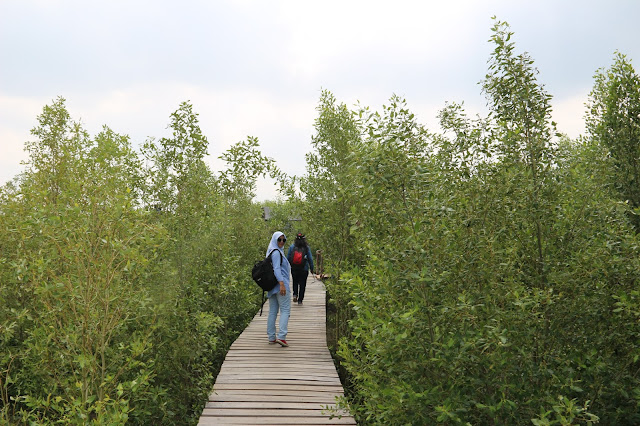 Potensi Mangrove sebagai Potensi Pariwisata Pesisir 