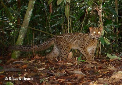 Kucing Batu (Pardofelis marmorata)