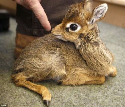 The Smallest Pets Seen On www.coolpicturegallery.us