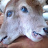 KOTA RIAU DI HEBOHKAN DENGAN KELAHIRAN SAPI BERKEPALA DUA
