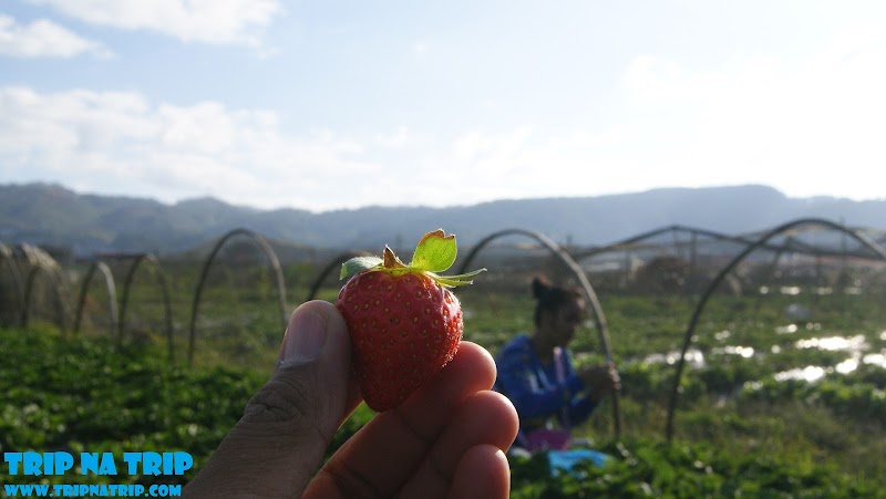 The Strawberry Capital of the Philippines - La Trinidad Strawberry Fields Benguet