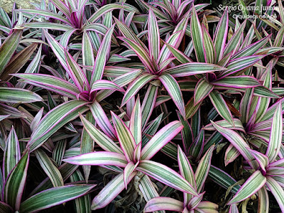 Tradescantia spathacea