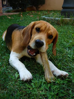 Beagle Harrier Puppies