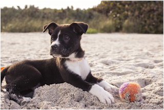 5 tips for a trip on the beach with your dog
