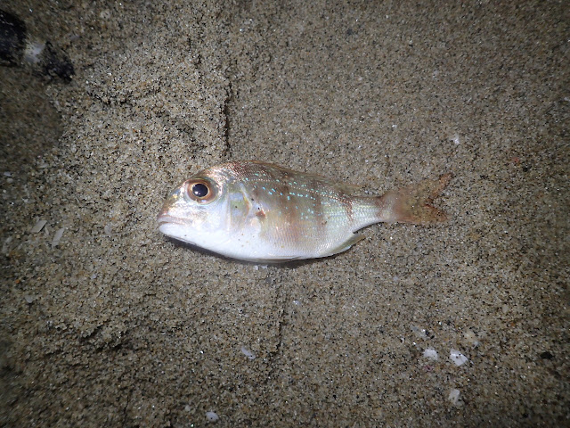 メバル＆キスを食べたいな（明石 八木海岸）