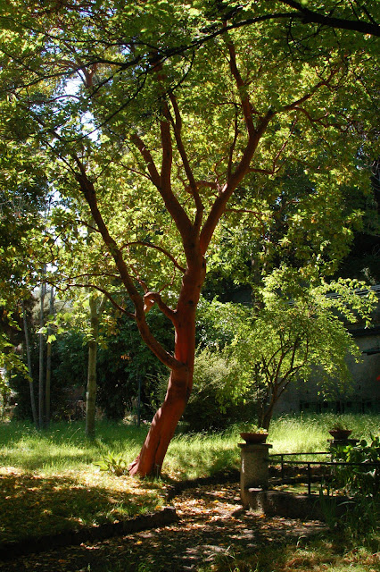 Arbutus andrachne ağacı