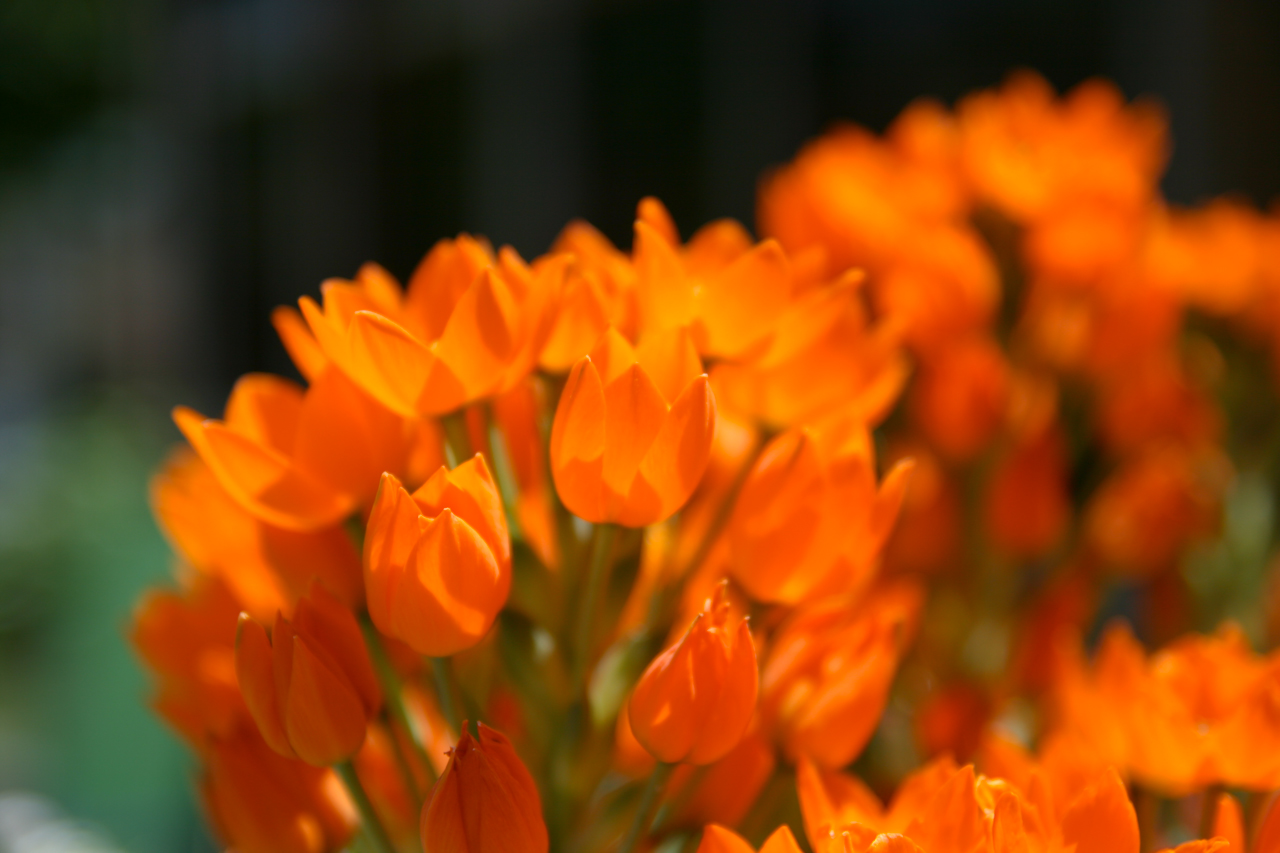 orange flowers wallpaper orange flowers wallpaper orange flowers ...