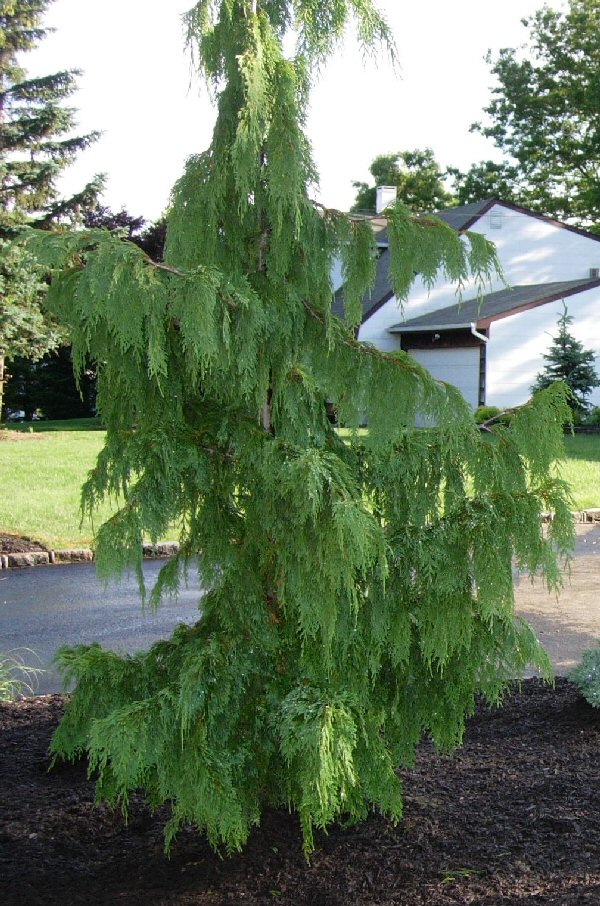 GUIDE TO NORTHEASTERN GARDENING: Weeping Evergreens in the Landscape