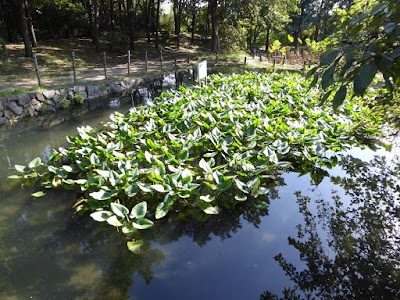 花博記念公園鶴見緑地　自然体験観察園 ため池 コウホネ