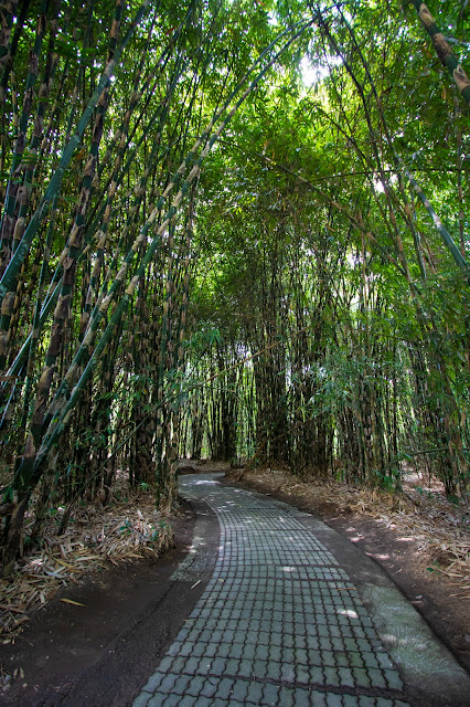 Foresta di bambù nel villaggio tradizionale balinese di Penglipuran-Bali