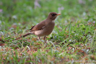 zorzal collar blanco Turdus albicollis