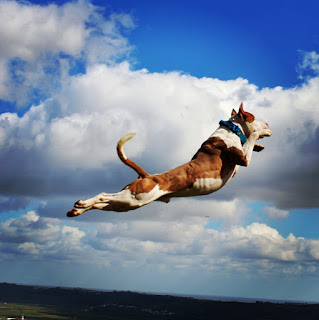 Flying Super Dog, Athlete dog, flying dog