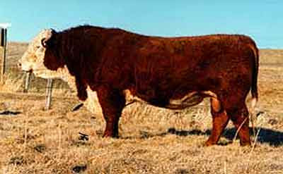 Sapi Hereford