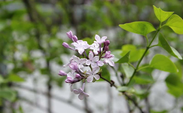 Lilac Flowers Pictures