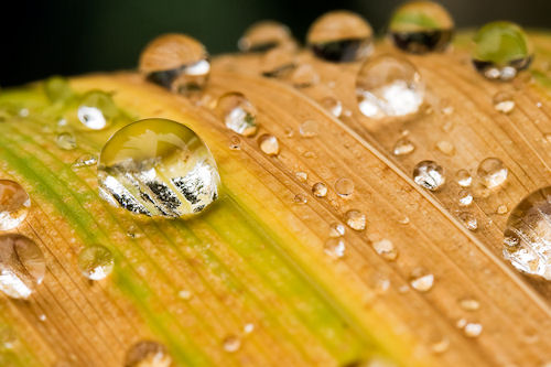 Hojas con gotitas de agua - Leaves with drops of water