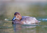 Redhead female – Binz, Houston, TX – Nov. 30, 2010 – Dan Pancamo