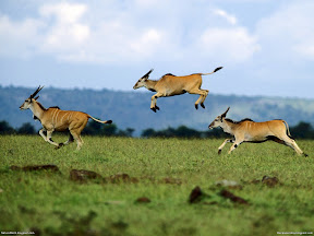 Deers | nature desktop wallpapers Images Photos