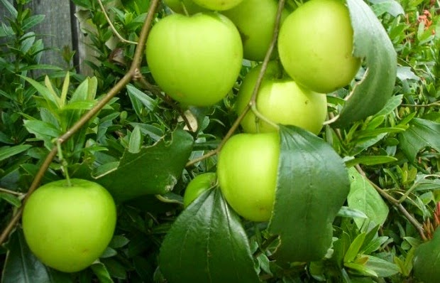 Kenali Pohon Sunnah Pokok Bidara Perawatan Bidara 