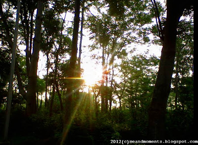 sunrise, sunrise between the woods, morning sun