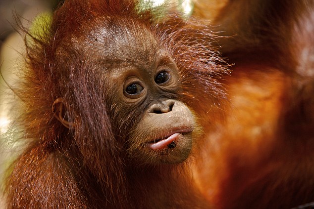 Ekspresi Lucu Orang Utan Borneo (Photo)