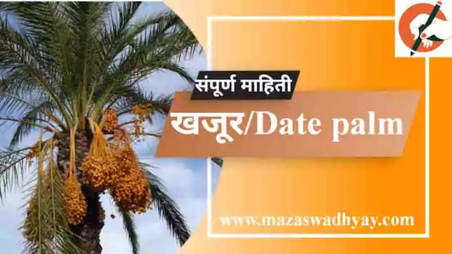 Date Information in Marathi Esay Date information in marathi pdf Date Information खजूर फळाची संपूर्ण माहिती. खजूर झाडाविषयी माहिती खजूर या फळाविषयी माहिती. खजूर झाडाची माहिती मराठी Khajur zadachi Mahiti