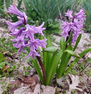 Beautiful flowers