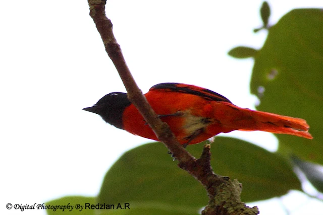 Male Minivet