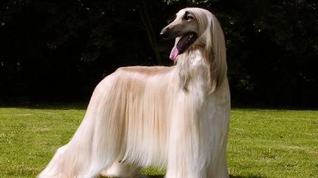 Afghan Hounds