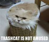 Whats that in the trash.