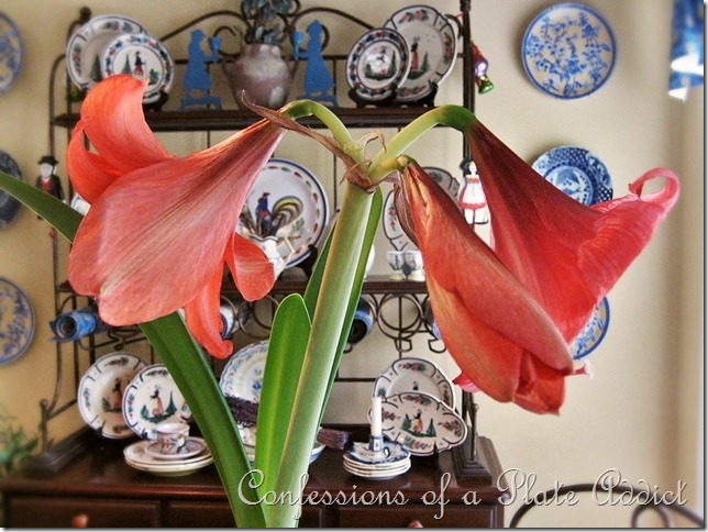 Amaryllis blooms Amaryllis blooms