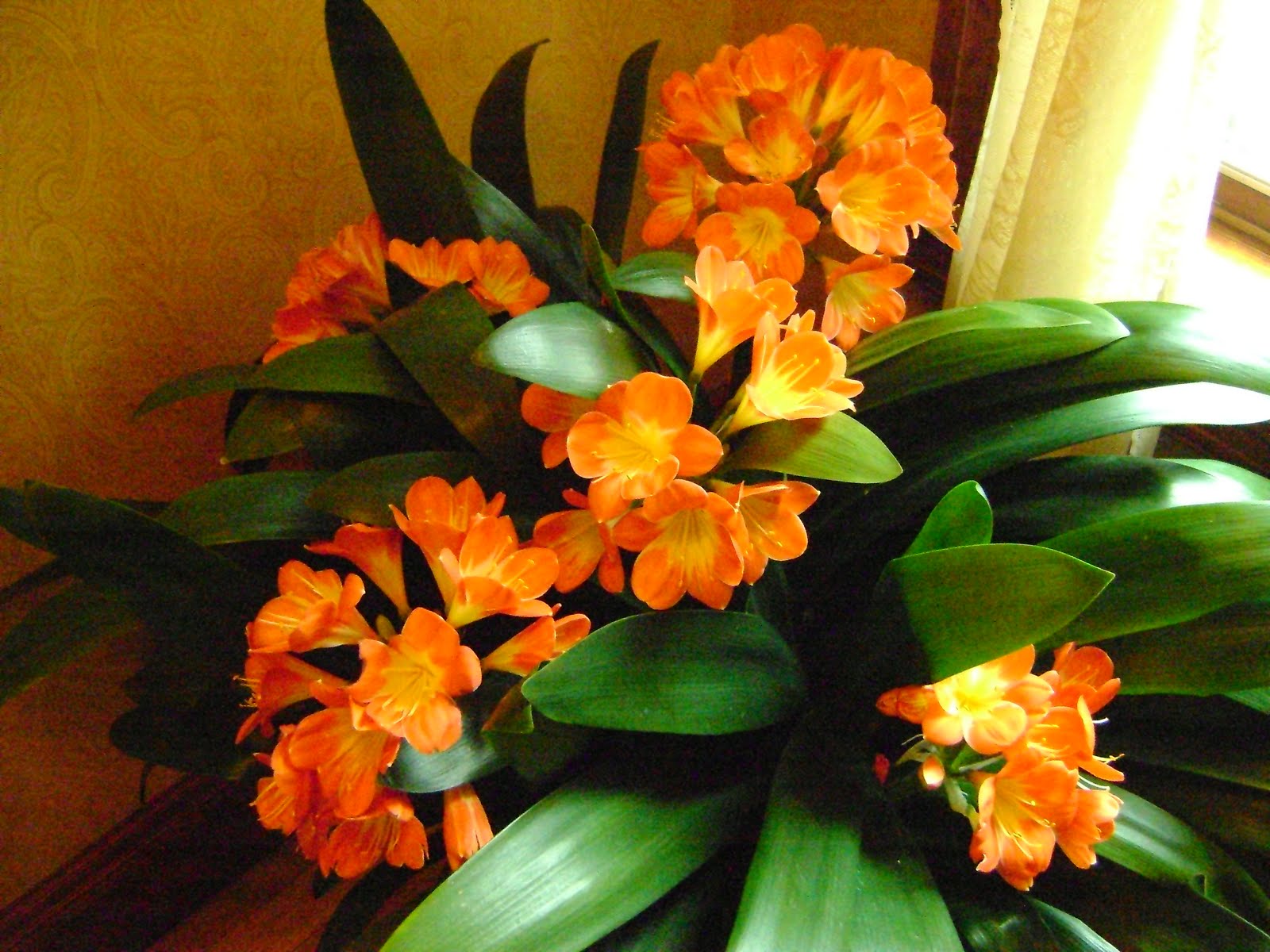 Clivia