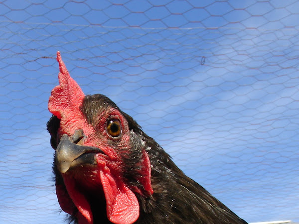 8 Reasons Chickens Stop Laying Eggs