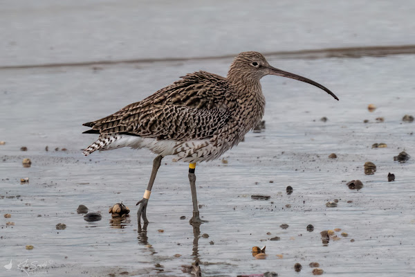 Curlew