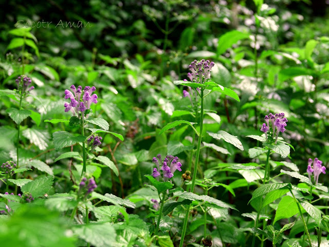 Scutellaria brachyspica