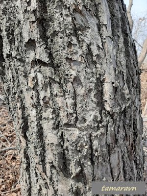 Липа амурская (Tilia amurensis)