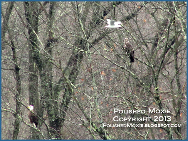 Image of mature and immature eagle perched in a tree with a seagull flying by.