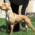 El American Pit Bull Terrier