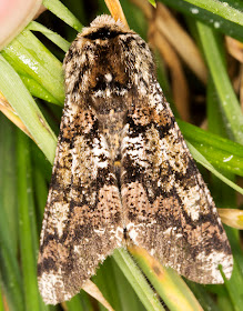 Oak Beauty, Biston strataria.  Geometridae.  In the grass near a Robinson Mercury Vapour trap on West Wickham Common.  17 April 2013.