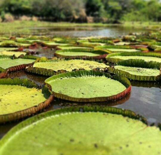 #belém #viagememfamília #ciriodenazare #para#veropeso #mangaldasgarças #estaçãodasdocas #regiãonorte #devoção #amazonia 