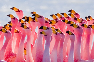 image: photo of a flamboyance of flamingos