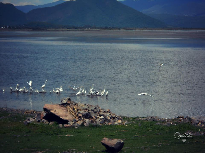 Aves en la laguna de Cuitzeo Iramuco Guanajuato