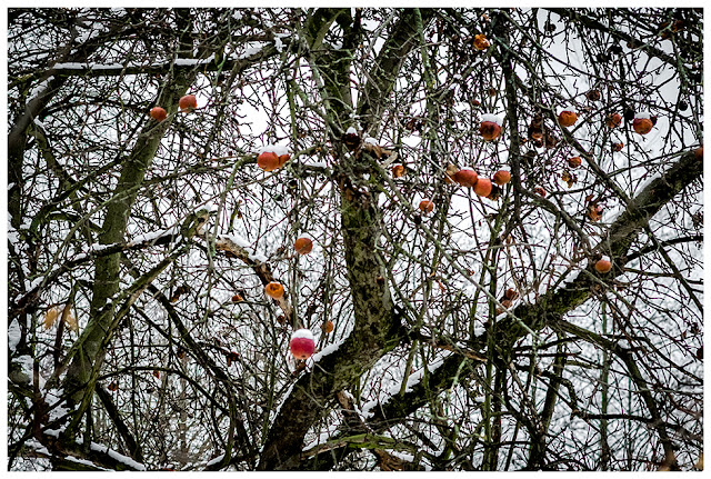 Obstbäume im Kuhndorftal Zeitz