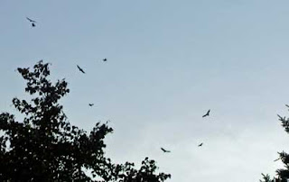 Turkey Vultures