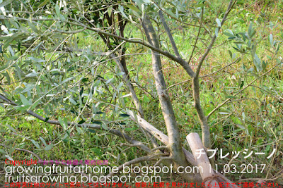 オリーブチプレッシーノの木