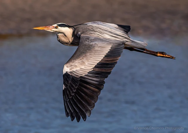 Grey Heron in Flight Diep River WoodBridge Island Copyright Vernon Chalmers