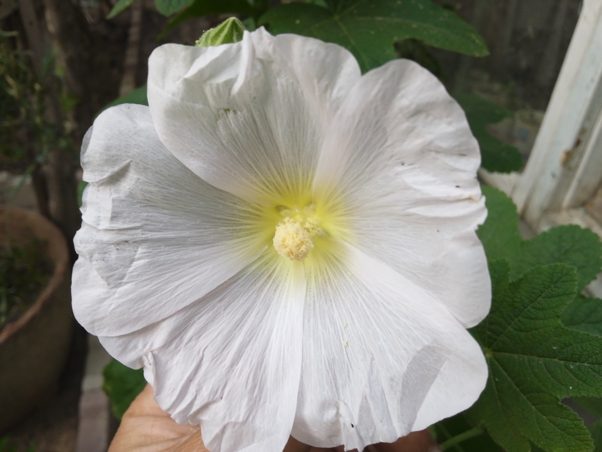 The white hollyhock flower symbolizes innocence, purity, honesty, and fertility