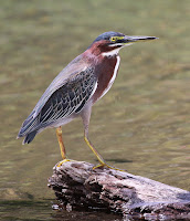 Green heron, photo by Basar, Dec. 2009