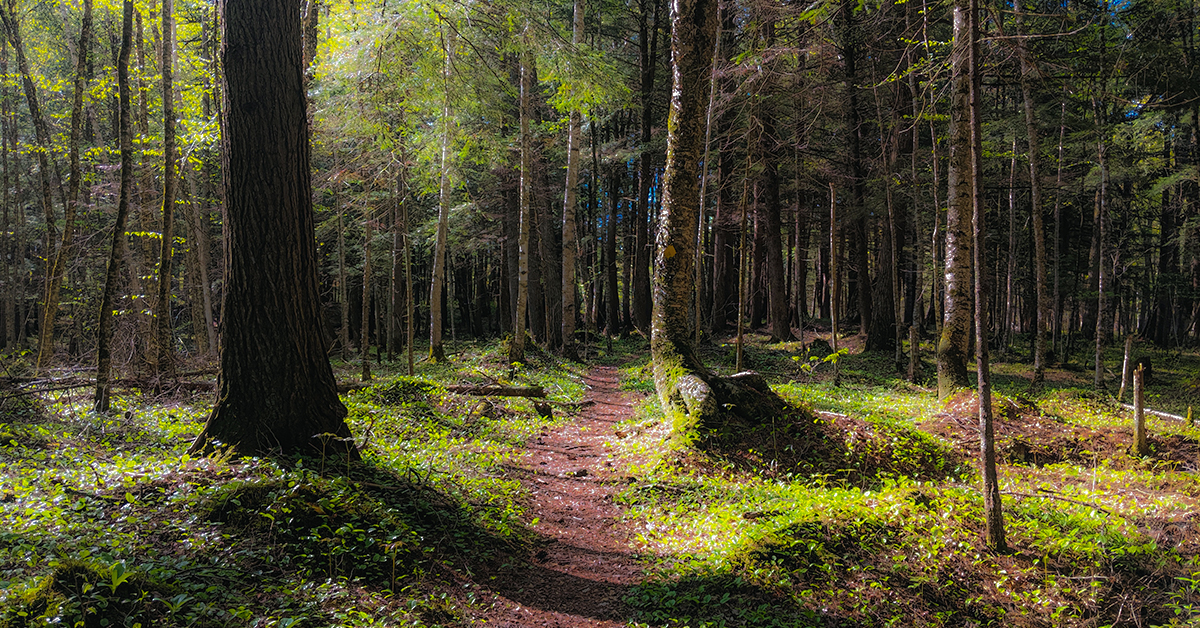 Trail Banner