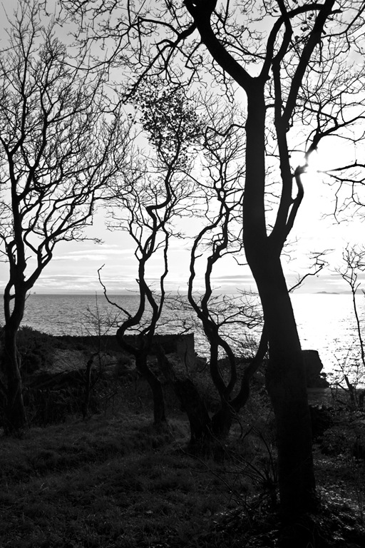 Spooky_Trees_Foto_by_Gareth_Weeks