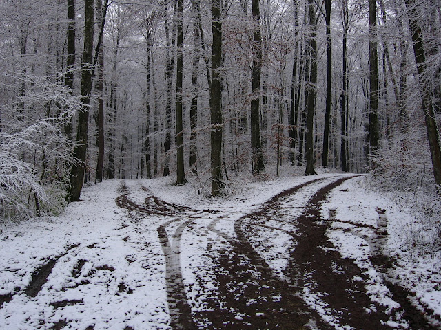 "Two roads diverged in a silver wood," der Schwarzwald, Germany 2008 (J.D. Grubb Photogrpahy)